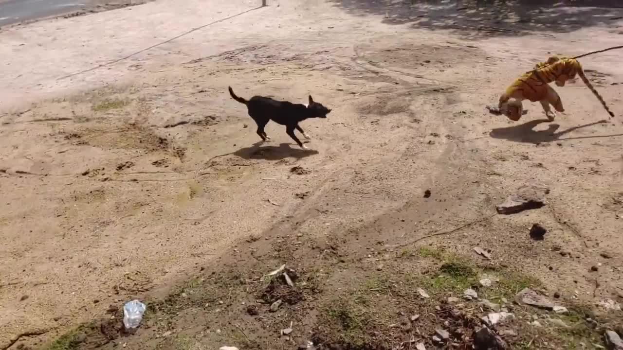 Dog Run Funny Action