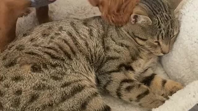 CATS AND DOGS Awesome Friendship - Funny Cat and Dog.
