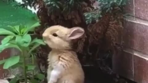 Animal video