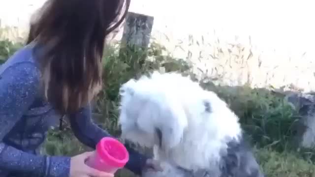 Washing dogs' legs has become easy