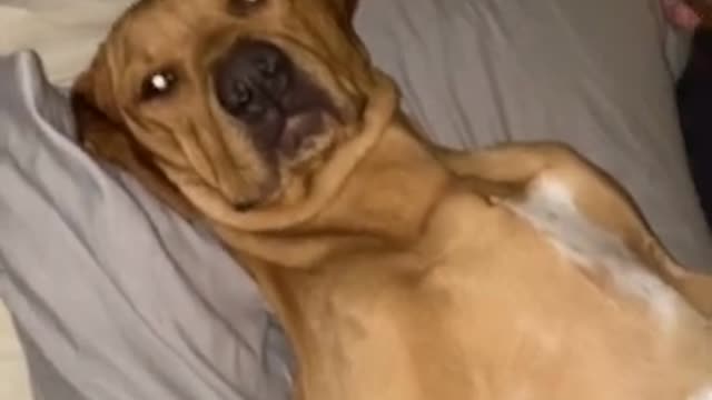 Dog is laying on the bed like a human being and refuse to move, wow so hilarious 😂
