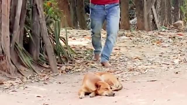 Funny dog and fake lion