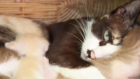 Cat Mother And Cute Kittens