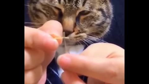 CATS FUNNY VIDEOS_WHATS GOING IN THERE HEAD!!