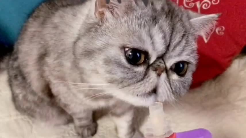 Kitten is a glutton