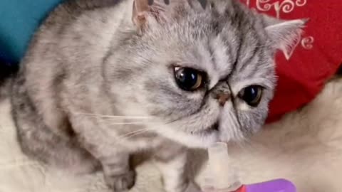 Kitten is a glutton