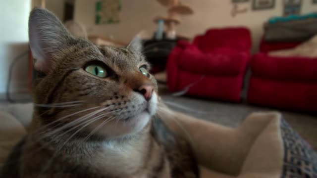 Cat relaxing in bed positioned in living room