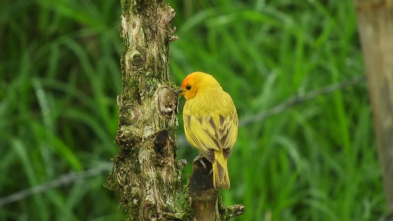 Eve oiseau jaune