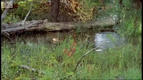 Best of North American Animals | Top 5 | BBC Earth