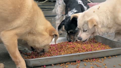 hungry dogs eating dry food from trough in shelter