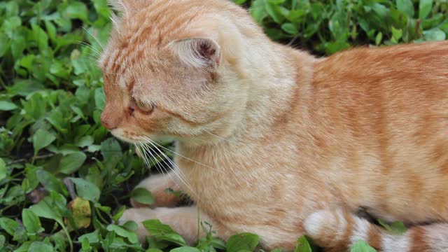 Cute Orange Kitten