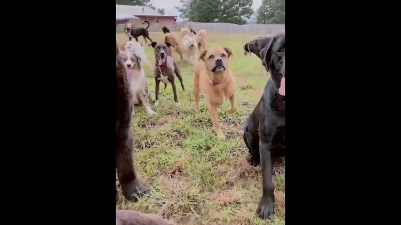 TRY NOT TO LAUGH 😆 Cute Dod Videos 😁 Funny Animals Videos Ep02_ Varieties of dogs