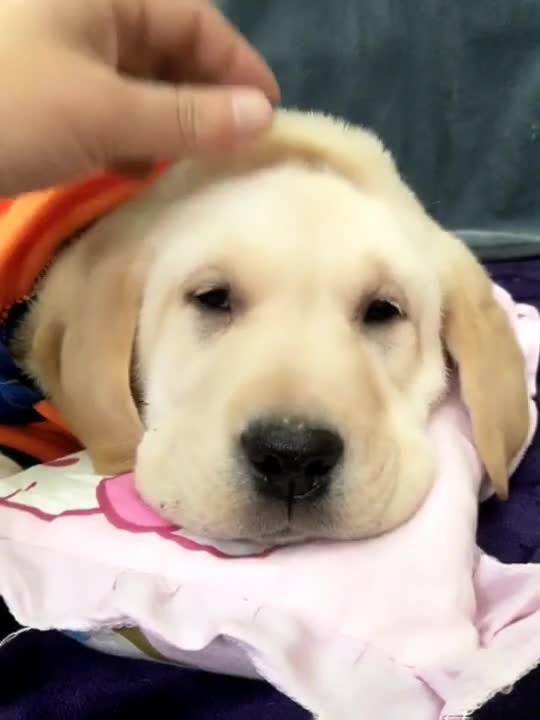 Funniest & Cutest Labrador Puppies - Funny Puppy Videos 2022