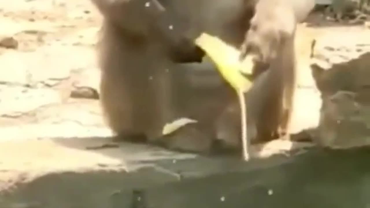 "Laughing All the Way: Hilarious Animal Videos That Broke the Internet! πΎπ"