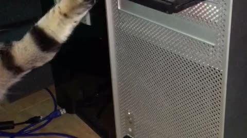 Cat Won't Let Computer's CD Drive Close