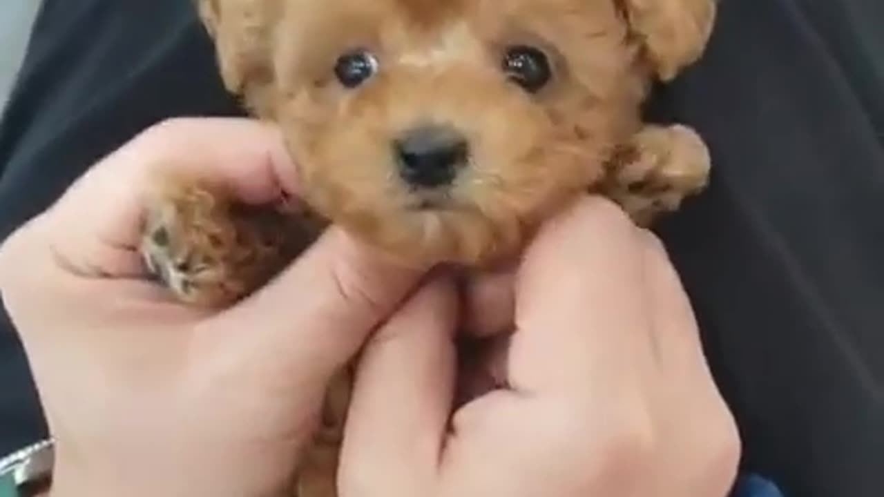 Cute dog video