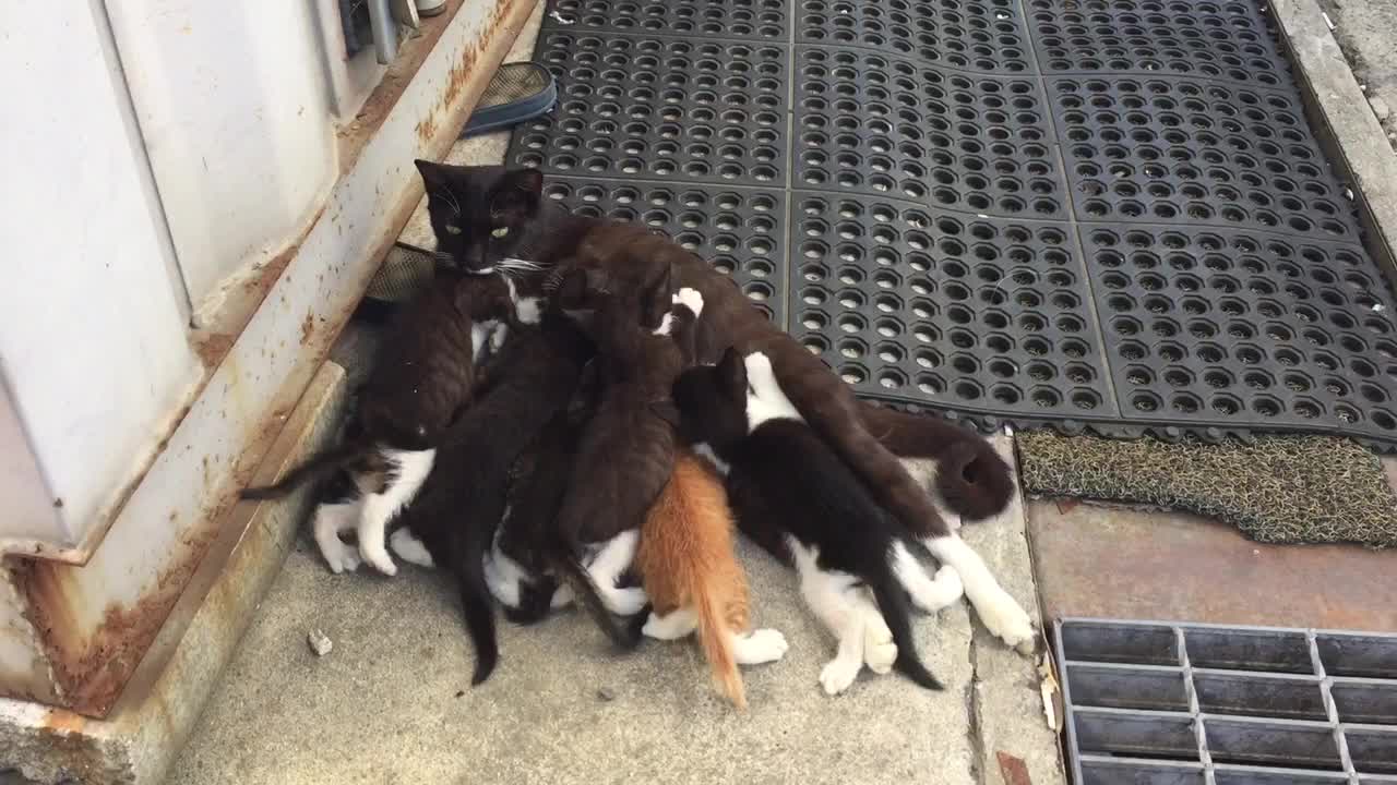 Mom and baby cats