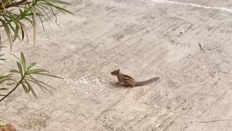 Chipmunk Eating