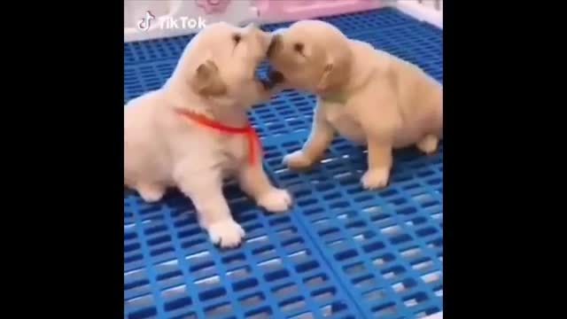 Funny and Cute golden retriever Puppies