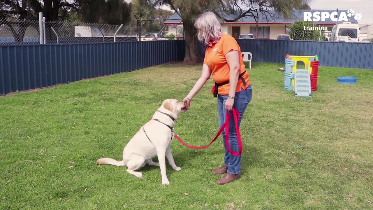 FREE DOG TRAINING SERIES : how to teach your dog to sit and drop