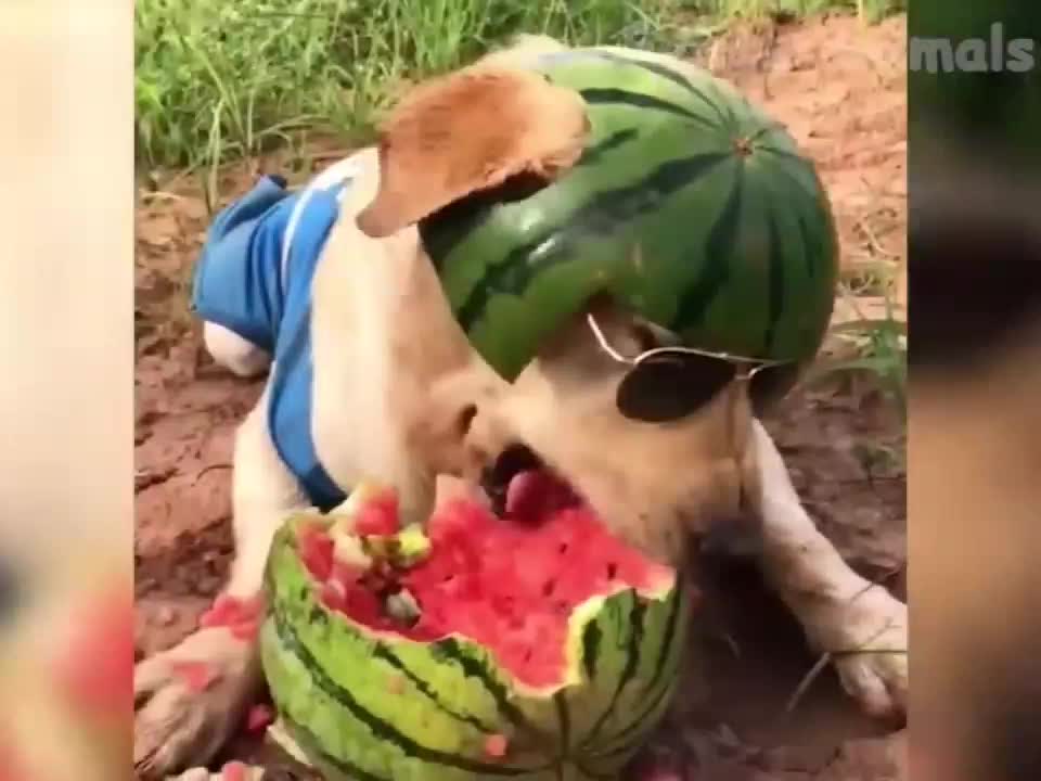Can You Watch These Funny Pets Without Smiling? Happy Pets😍