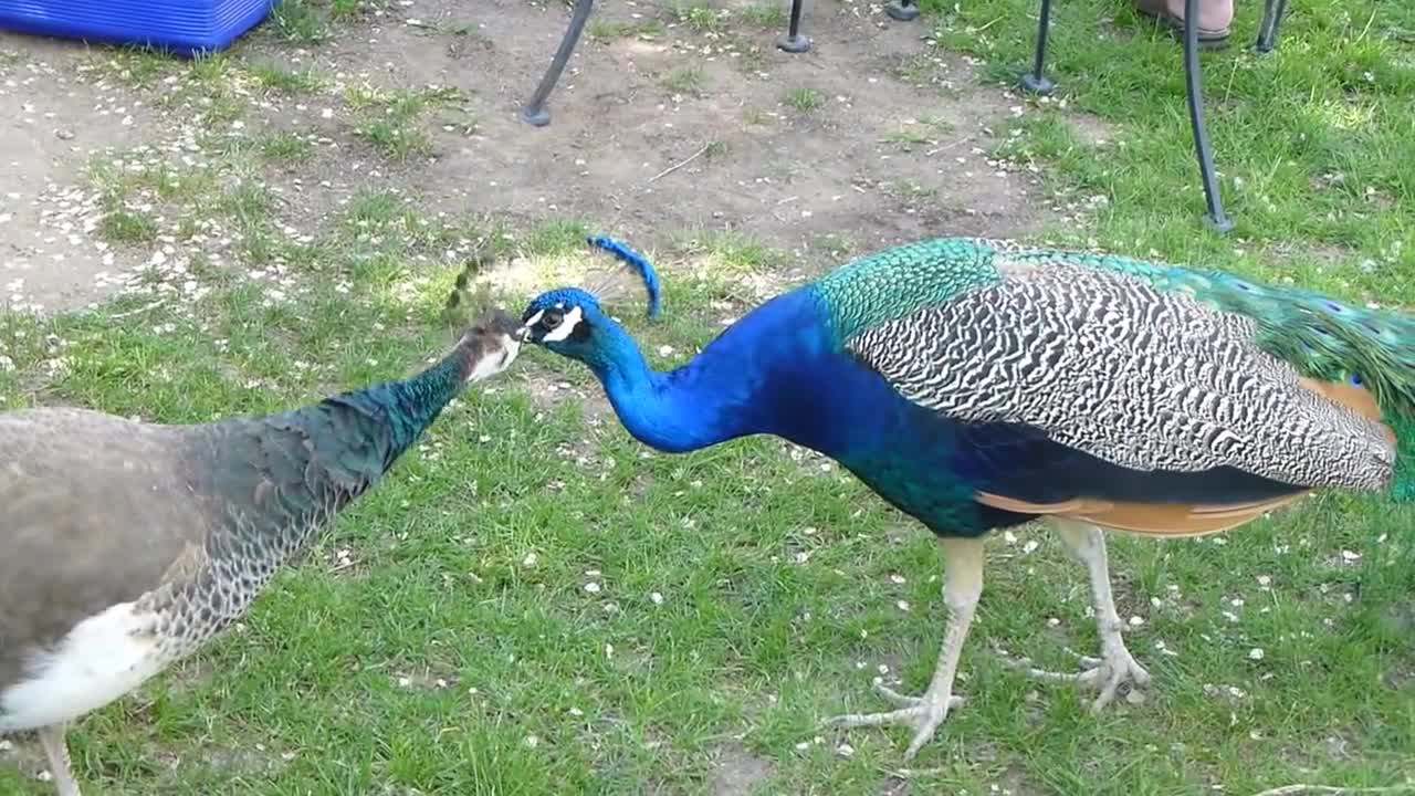 Peacock mating