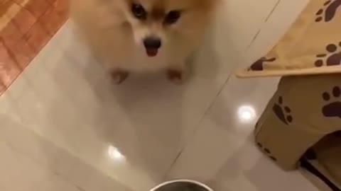 Perro enfadado porque su dueño le da poco de comer