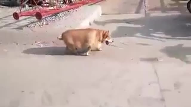 Fat Dog on street