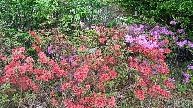 Red, pupple flowers are beautiful