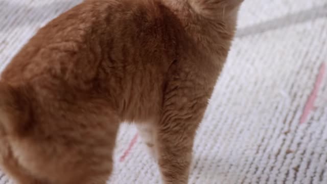 Cat funny video clip