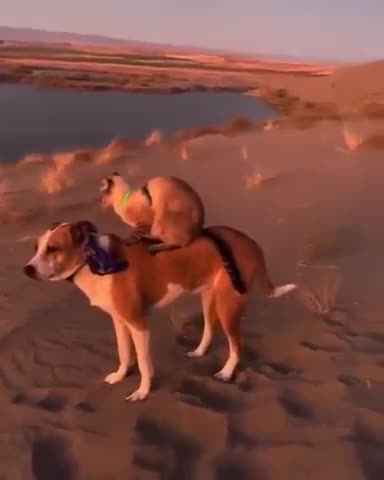 a cute cat ride on a dog makes you laugh!