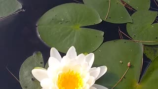 Water Lilly