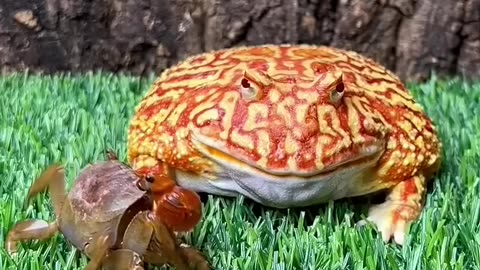Must-watch #viral #viralvideo #incredible