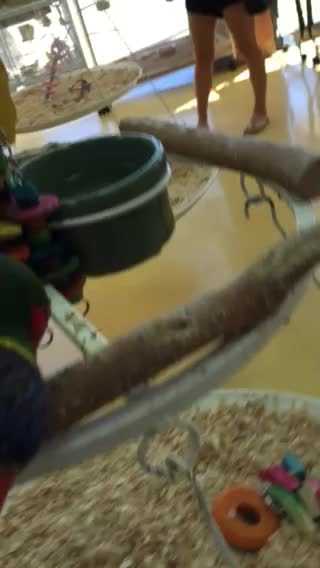 Rainbow Lorikeet in A Pet Shop