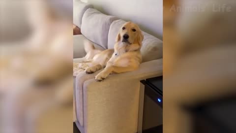 🤣 Funniest 😻 Cats And 🐶 Dogs - Cute And Funny Animal Videos 😇
