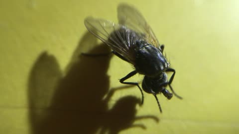 Fly Continues to Live with Head Missing