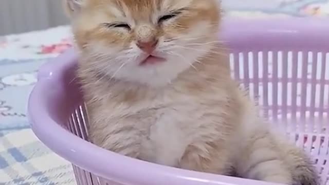 Tired kitten