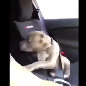 6.Pitbull and speed #shorts