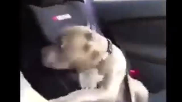 6.Pitbull and speed #shorts