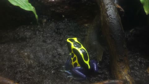 poison dart frog