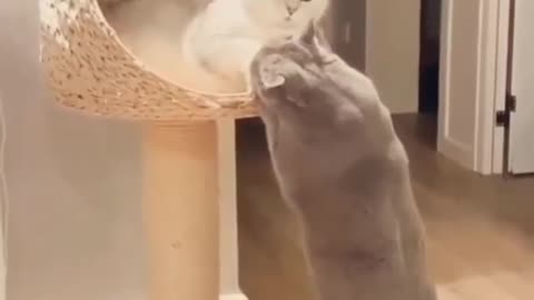 Funny Cat Cleaning Face # shorts