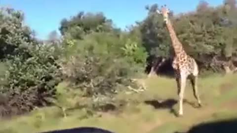 The angry giraffe