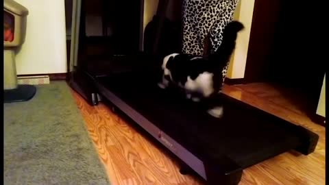 The funniest crazy cat video