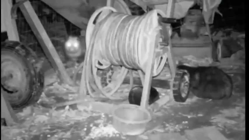Fanny animal , Funny video