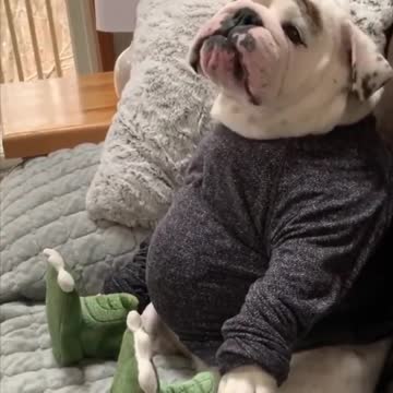 Various instances of pets being petted by residents No. 13