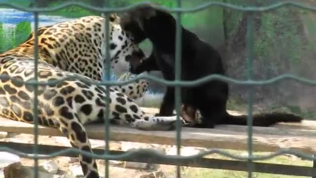 Jaguar dad and cub in Attica Zoological Park, Greece