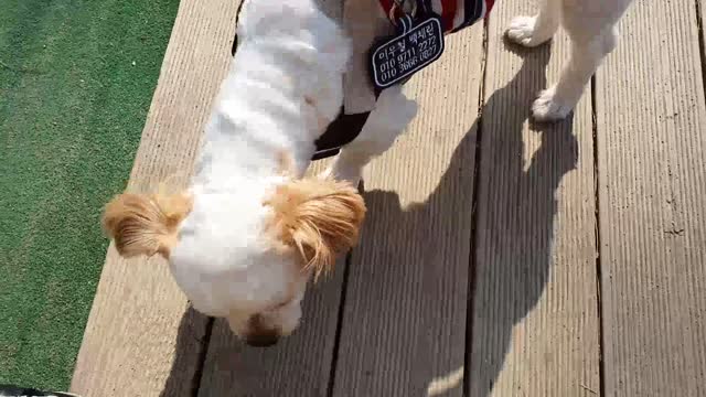 a cute dog eating sausages