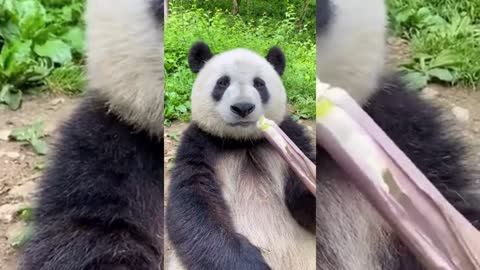 Panda at Lunch time