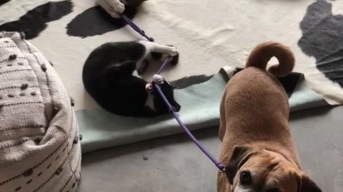 Two cats play with brown dogs leash before his walk