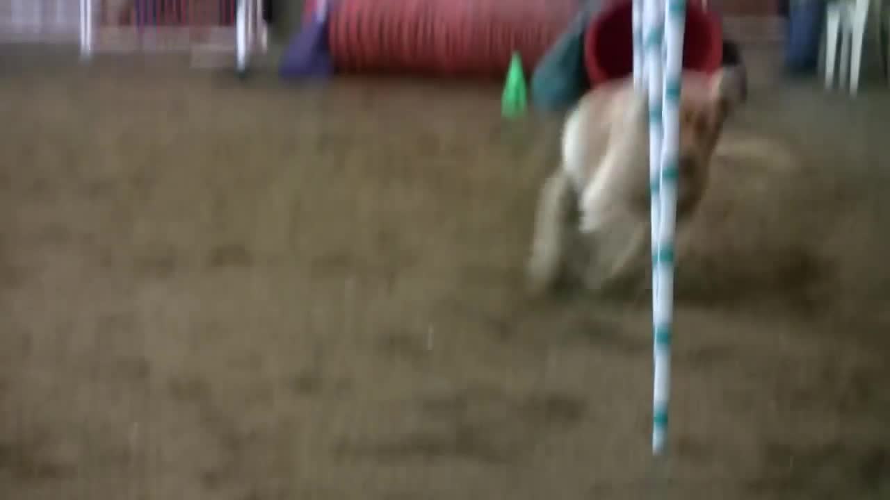 Dog Agility - Weave Poles